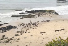 Vandenberg Rocket Launches Spooking Carpinteria Harbor Seals